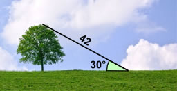 三角树 42m 和 30 度